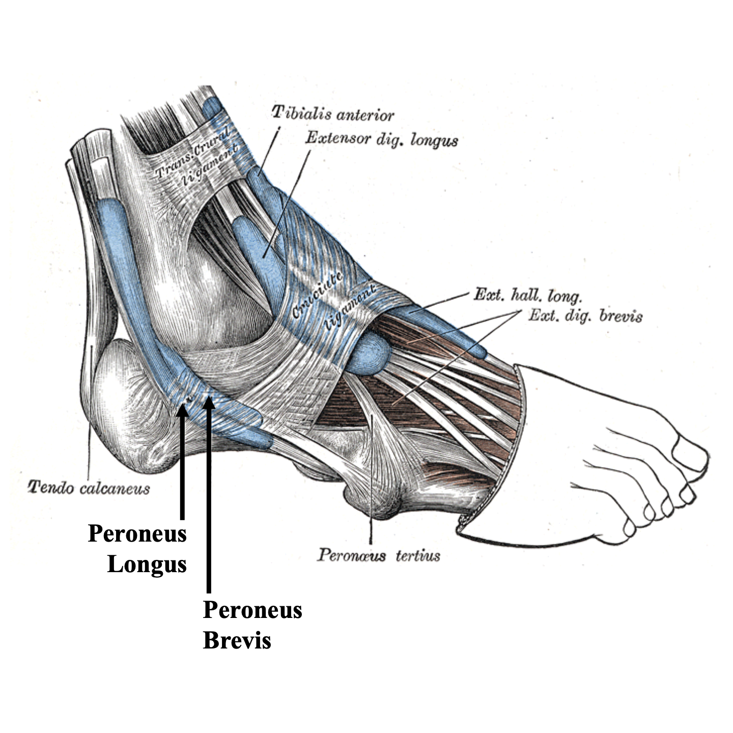 Peroneal 2024 tendon pain